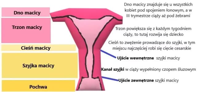Jak zmienia się szyjka macicy przed porodem? Kluczowe objawy i porady Jak zmienia się szyjka macicy przed porodem? Kluczowe objawy i porady