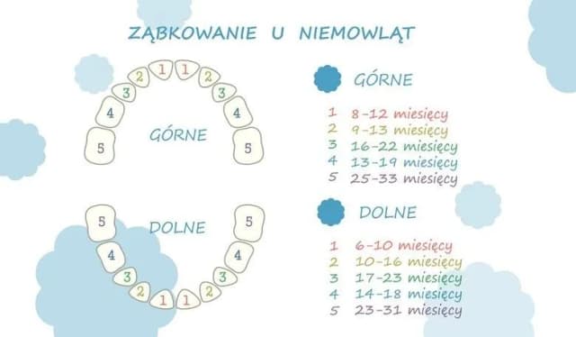 Kiedy dziecku wychodzą 6 zębów? Poznaj ważne informacje o ząbkowaniu Kiedy dziecku wychodzą 6 zębów? Poznaj ważne informacje o ząbkowaniu