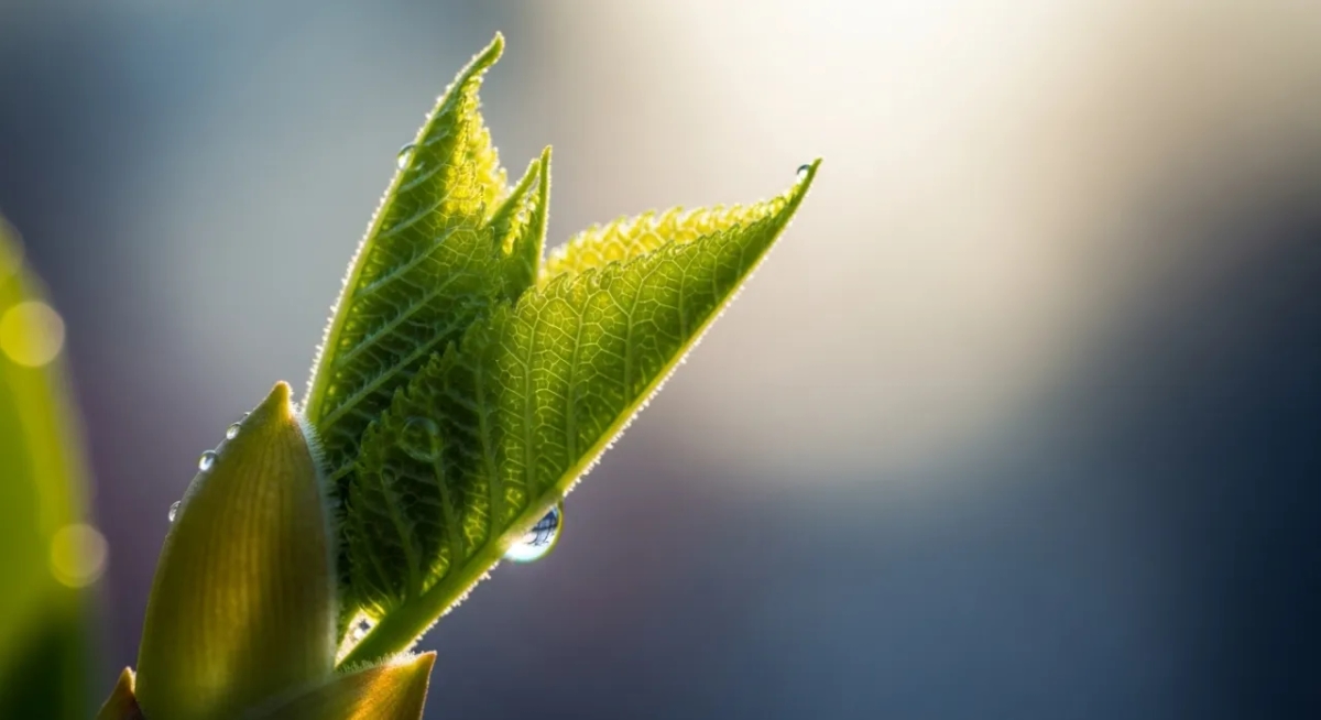 Grzybica siusiaka u dziecka objawy - jak rozpoznać i leczyć?